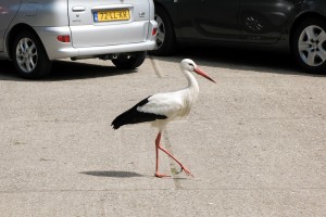 Stork The Beggar on the parking in Het Zwin, West Flanders, Belgium