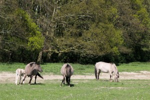 "Konik Paard" in Het Zwin, West Flanders, Belgium